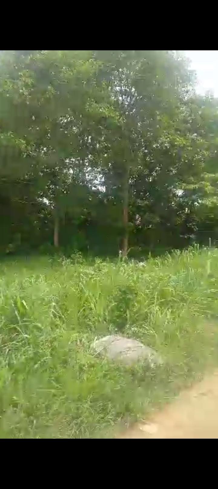 3 Plots of Dry Land at Across Community Bridge, Bucknor