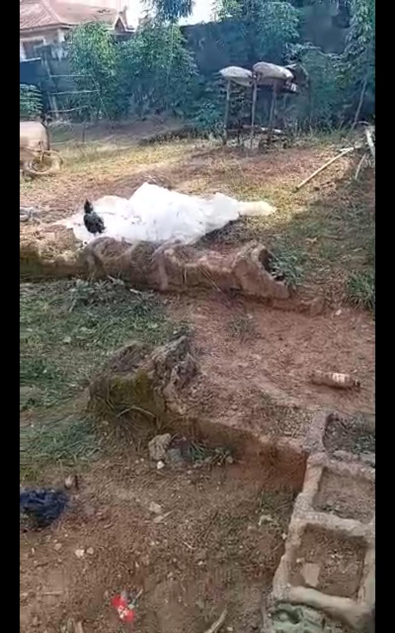 Half Plot of Dry Land for Sale – Bucknor, Lagos