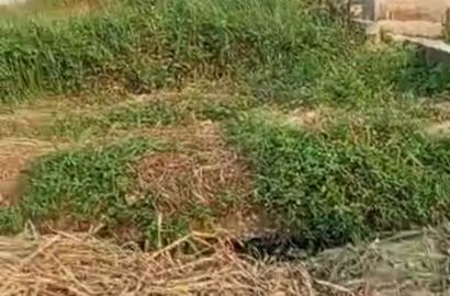 Half Plot of Land for Sale – Agodo Egbe (Off Community Road)