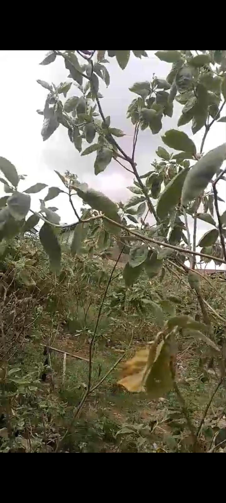 Property Type: Half Plot of Land (Fenced with Gate + Borehole)ijegun