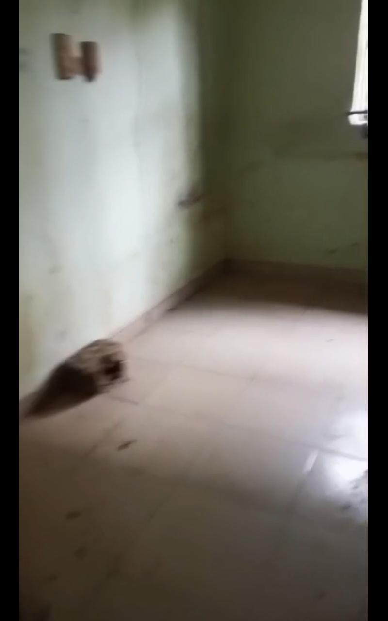 Mini Flat for Rent at Silver Estate