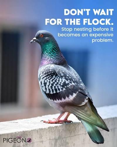 flock.jpg